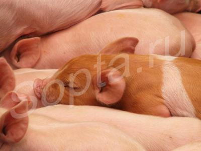 ������� ������ � ����� ����