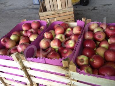 ������ ����� (�������)