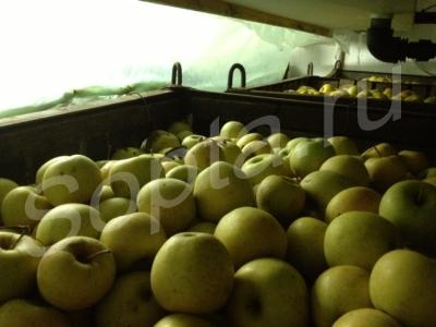 ������ ����� (�������)