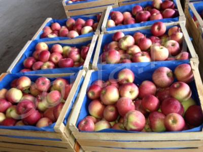 ������ ����� (�������)