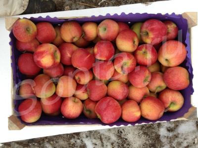 ������ ����� (�������)