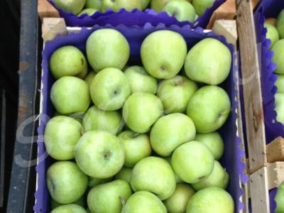 ������ ����� (�������)