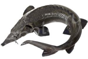 ��������� ����, ��������