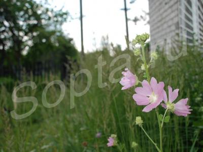 ������ ���� � �������� 10����� . �����������!