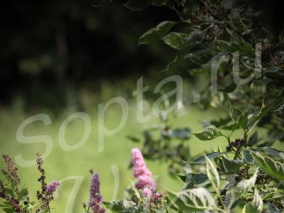 ��������� �������, ��,����������� �-�, ���.�����10