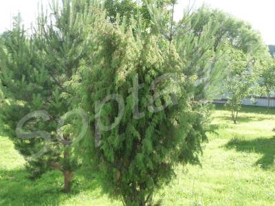 ��� 160 ��.�. 31 ���. ���. ���������� ������� �-�