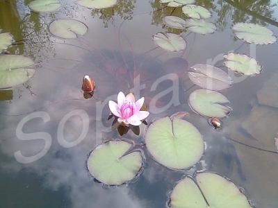 ��� �� ������� c ���������� ���������