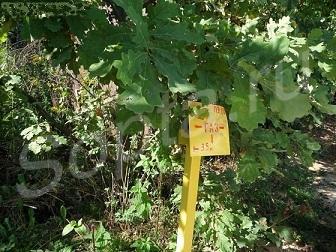 ����� 45�2, ��� ������������