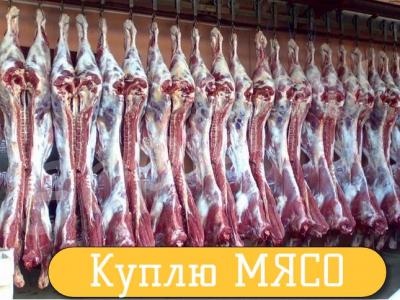 ����� ����