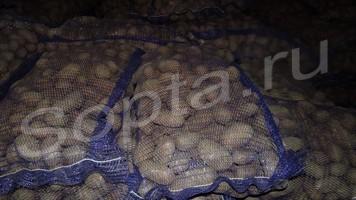 ������ ���������