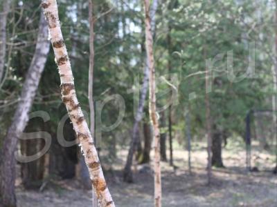 ���� 130 ��.�. �� ������� 8 ����� (���)