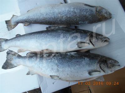 ������ ������������ ����� �������, ���� �������, ������� ��������.