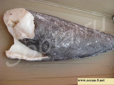 ������ ������������ ����� �������, ���� �������, ������� ��������.