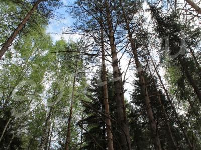 ��� 135 ��.�. �� ������ ������� � �����