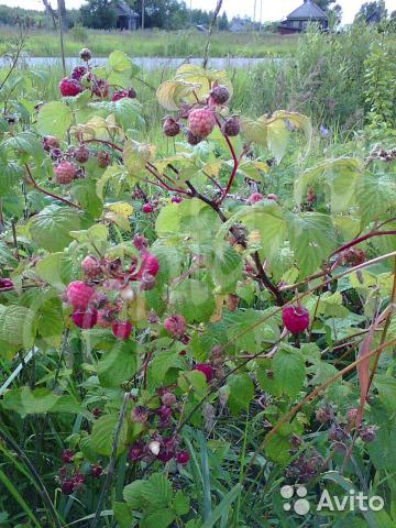 �������� ����� � �������