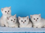 Продажа элитных британских котят в Чехии / Москва
