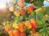 Плодовые деревья и плодовые крупномеры (большемеры) взрослые деревья из питомника / Москва