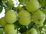 Саженцы яблони из питомника, с доставкой и посадкой по низкой цене / Москва